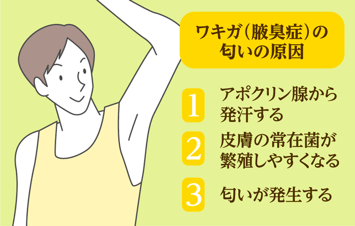 市販のワキガクリームおすすめ人気ランキング10選！【2022】料金や殺菌効果を比較│まめgoodlife